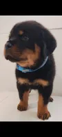 Luther , a male Rottweiler for sale in San Antonio, TX – 9 of 9