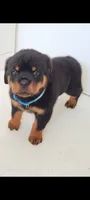 Terris, a male Rottweiler for sale in San Antonio, TX – 3 of 3