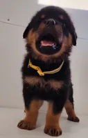Jamz, a male Rottweiler for sale in San Antonio, TX – 6 of 6