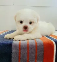 Tay, a male Shih Tzu for sale in San Antonio, TX – 2 of 5