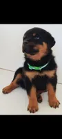 Crate, a male Rottweiler for sale in San Antonio, TX – 4 of 8