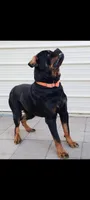 Kassi, a female Rottweiler for sale in San Antonio, TX – 5 of 8