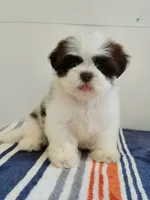 Teddy, a male Shih Tzu for sale in San Antonio, TX – 3 of 4