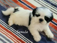 Dina, a female Shih Tzu for sale in San Antonio, TX – 2 of 4