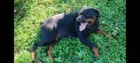 O'Hara , a female Rottweiler for sale in San Antonio, TX – 8 of 8