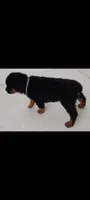 Prox, a male Rottweiler for sale in San Antonio, TX – 4 of 4