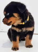 Lunby, a male Rottweiler for sale in San Antonio, TX – Photo 5 of 5