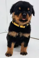Lunby, a male Rottweiler for sale in San Antonio, TX – Photo 1 of 5