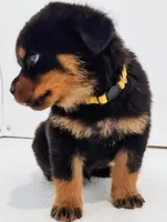 Lunby, a male Rottweiler for sale in San Antonio, TX – Photo 2 of 5