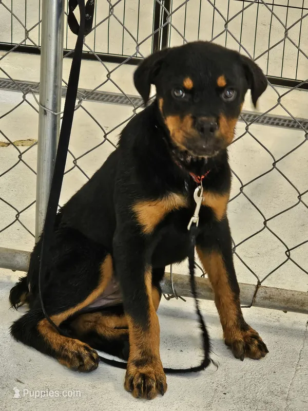 Zelda AKC  – Rottweiler puppy for sale in San Antonio, TX