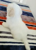 Casper, a male Shih Tzu for sale in San Antonio, TX – 4 of 4