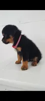 Kassi , a female Rottweiler for sale in San Antonio, TX – 2 of 8