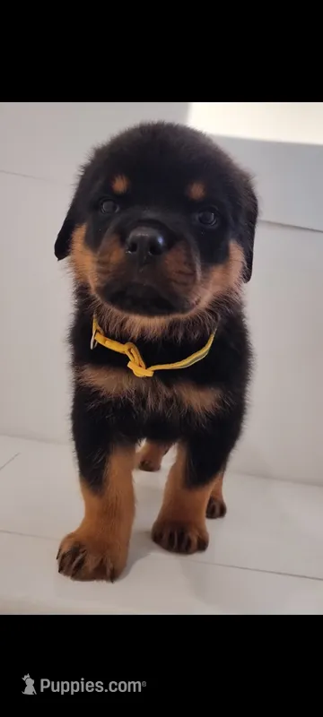 Blitz – Rottweiler puppy for sale in San Antonio, TX