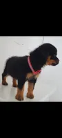 Nasha, a female Rottweiler for sale in San Antonio, TX – 1 of 4