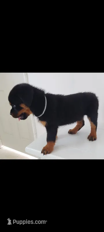 O'Hara  – Rottweiler puppy for sale in San Antonio, TX