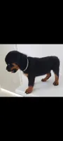 O'Hara , a female Rottweiler for sale in San Antonio, TX – 1 of 8
