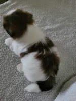 Tomi, a male Shih Tzu for sale in San Antonio, TX – 3 of 4