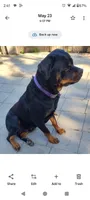 Crate, a male Rottweiler for sale in San Antonio, TX – 8 of 8