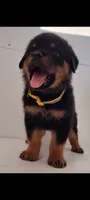 Blitz, a male Rottweiler for sale in San Antonio, TX – 3 of 4