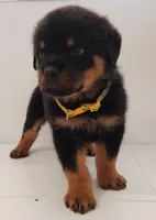 Jamz, a male Rottweiler for sale in San Antonio, TX – 4 of 6