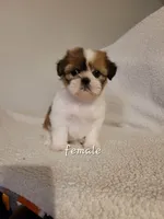 Kelsey , a female Shih Tzu for sale in San Antonio, TX – 2 of 4