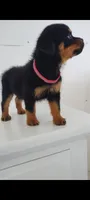 Rina , a female Rottweiler for sale in San Antonio, TX – 1 of 3