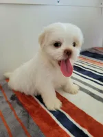 Casper, a male Shih Tzu for sale in San Antonio, TX – 2 of 4