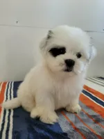 Vic, a male Shih Tzu for sale in San Antonio, TX – 2 of 4