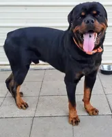 Luther , a male Rottweiler for sale in San Antonio, TX – 8 of 9