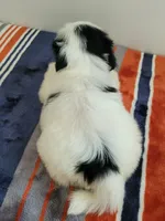 Dina, a female Shih Tzu for sale in San Antonio, TX – 4 of 4