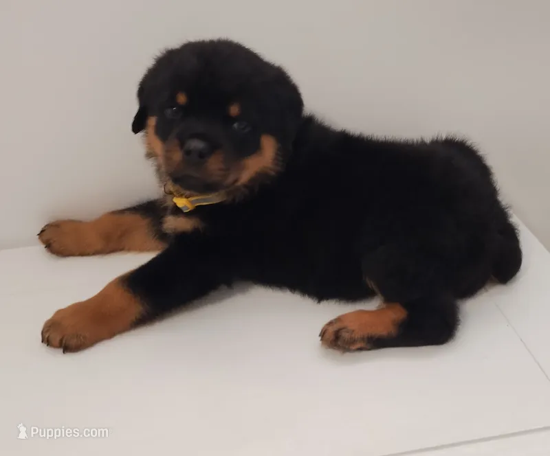 Jamz – Rottweiler puppy for sale in San Antonio, TX