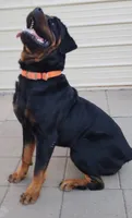 Crate, a male Rottweiler for sale in San Antonio, TX – 5 of 8