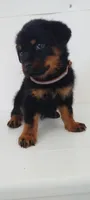 Marky, a male Rottweiler for sale in San Antonio, TX – 5 of 6