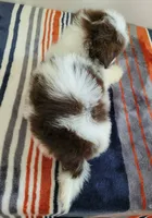 Teddy, a male Shih Tzu for sale in San Antonio, TX – 4 of 4