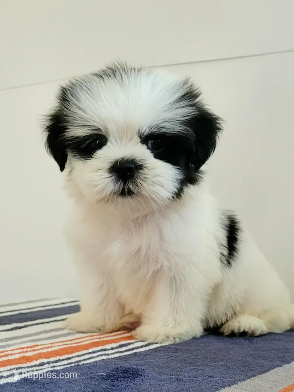Dina – Shih Tzu puppy for sale in San Antonio, TX