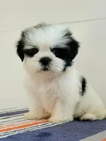 Dina, a female Shih Tzu for sale in San Antonio, TX – 1 of 4