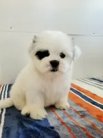 Vic, a male Shih Tzu for sale in San Antonio, TX – 4 of 4