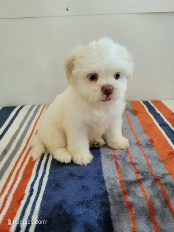 Lucy – Shih Tzu puppy for sale in San Antonio, TX