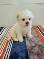 Lucy, a female Shih Tzu for sale in San Antonio, TX – 1 of 4