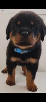 Luther , a male Rottweiler for sale in San Antonio, TX – 7 of 9