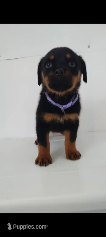 Kassi – Rottweiler puppy for sale in San Antonio, TX