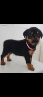 Kassi , a female Rottweiler for sale in San Antonio, TX – 3 of 8