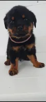 Devin , a male Rottweiler for sale in San Antonio, TX – 3 of 3