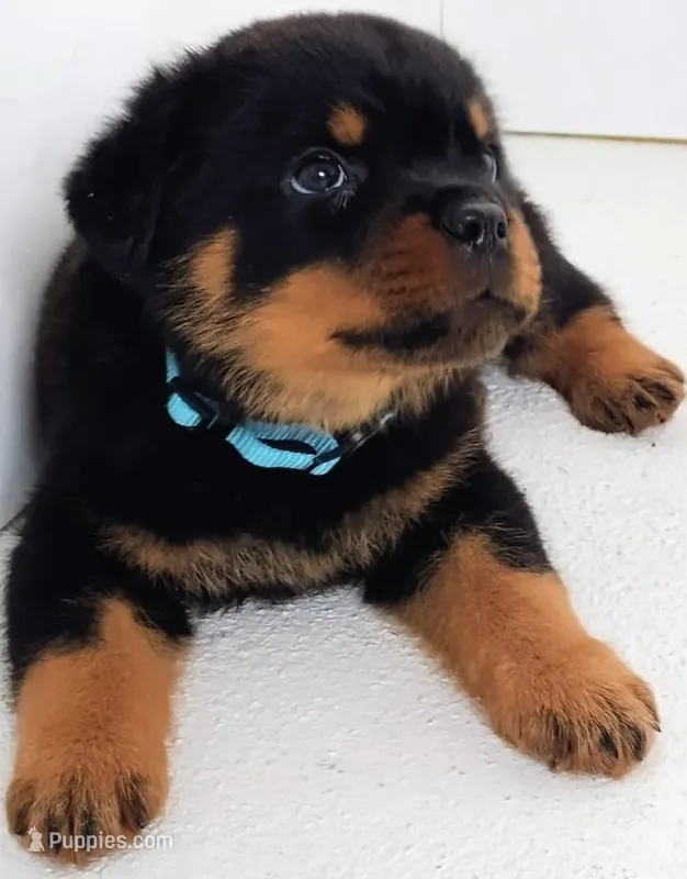 Garrett  – Rottweiler puppy for sale in San Antonio, TX