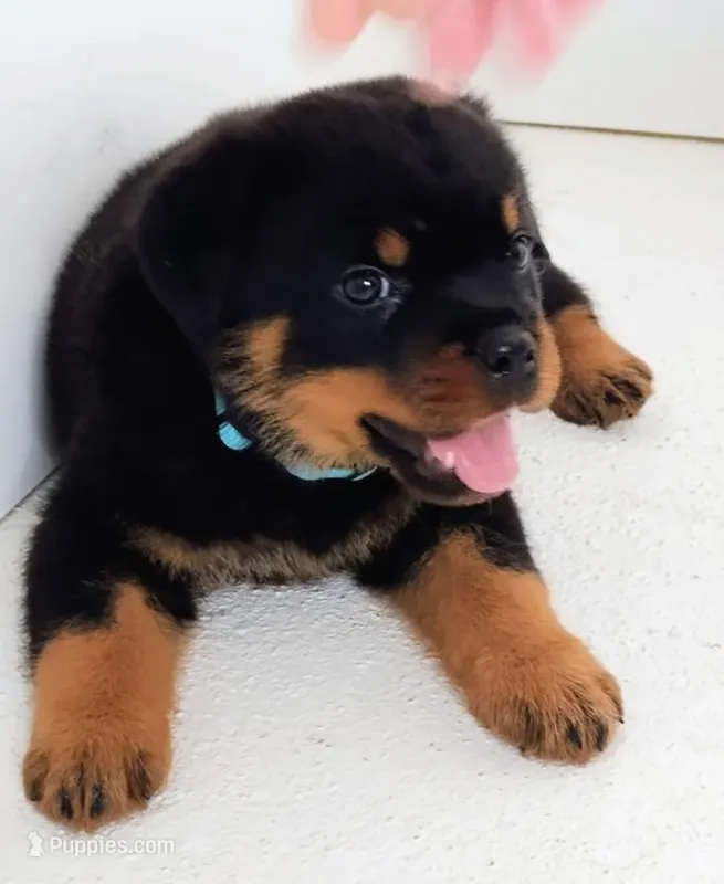 Nimmo – Rottweiler puppy for sale in San Antonio, TX