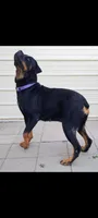 Crate, a male Rottweiler for sale in San Antonio, TX – 7 of 8