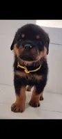 Truks, a male Rottweiler for sale in San Antonio, TX – 5 of 9