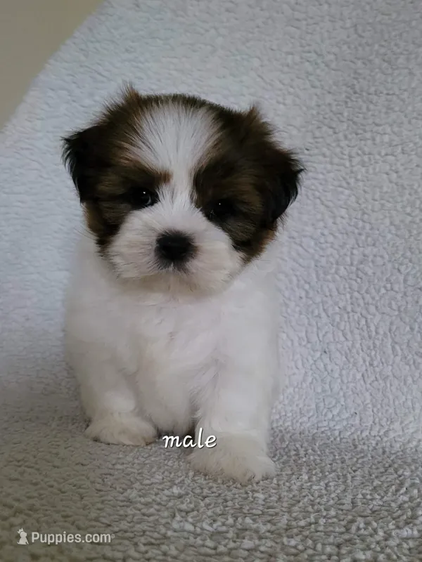 Tomi, a male Shih Tzu for sale in San Antonio, TX – 1 of 4