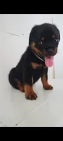 Rhonda, a female Rottweiler for sale in San Antonio, TX – 3 of 3