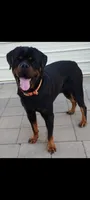 O'Hara , a female Rottweiler for sale in San Antonio, TX – 3 of 8